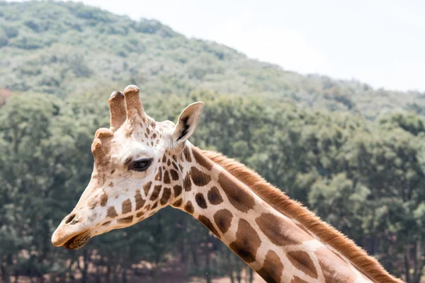 Profile of a Giraffe Looking at the Camera — Stock Photo, Image