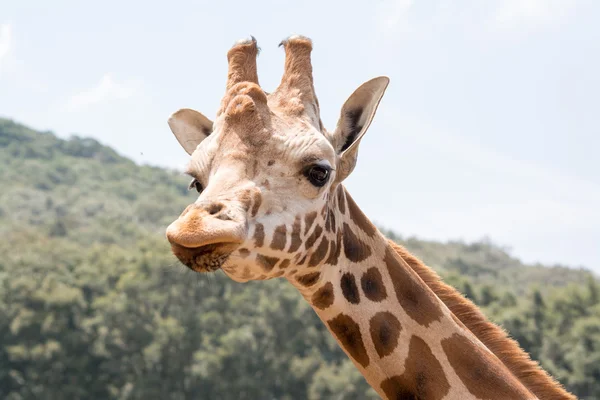 G0iraffe Looking at the Front of the Camera — Stock Photo, Image