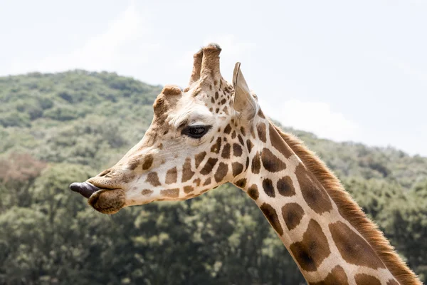 Giraffe Profile with expression — Stock Photo, Image