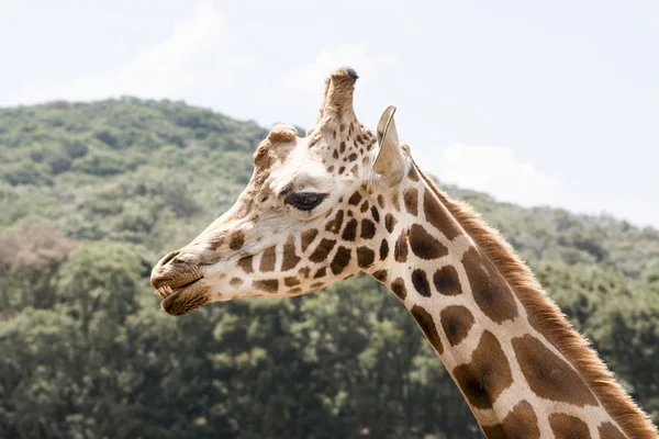 Giraffe Profile with expression — Stock Photo, Image