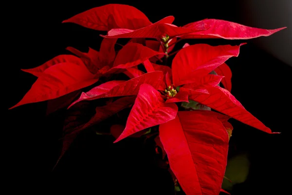 Poinsettia sărbătorilor de Crăciun — Fotografie, imagine de stoc