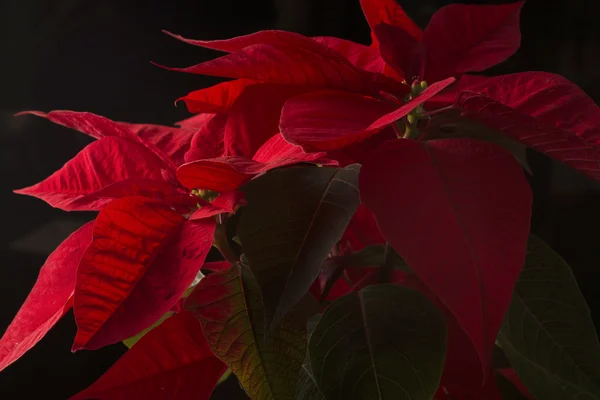 Vacaciones de Navidad poinsettia — Foto de Stock