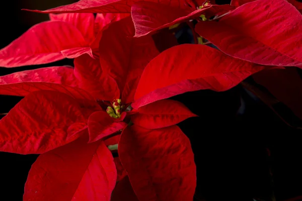 圣诞 hollidays 一品红 — 图库照片