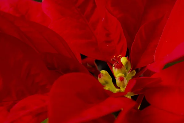 Vacaciones de Navidad poinsettia — Foto de Stock