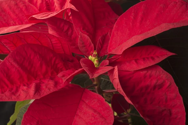 Boże Narodzenie poinsettia urlopów — Zdjęcie stockowe