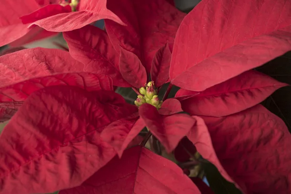 Christmas hollidays poinsettia — Stock Photo, Image