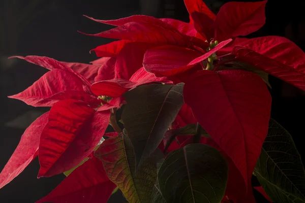 Poinsettia sărbătorilor de Crăciun — Fotografie, imagine de stoc