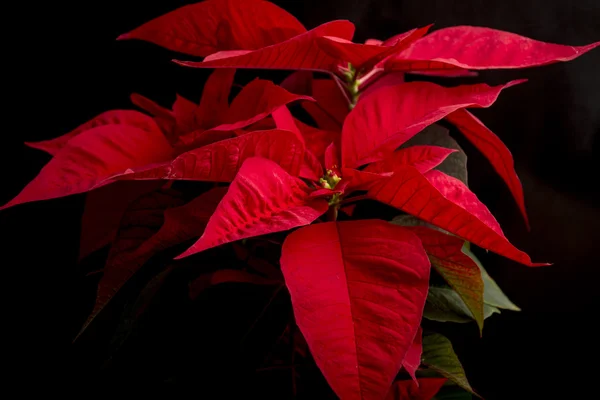 Natal hollidays poinsettia — Fotografia de Stock