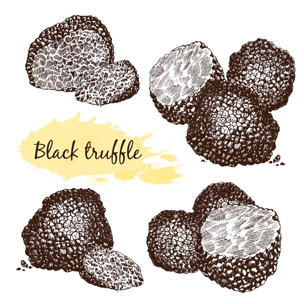 Black truffles  group — Stock Vector