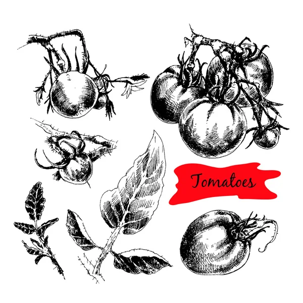 Tomates tirados a mano — Vector de stock