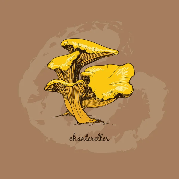 Champignons Chanterelles — Image vectorielle