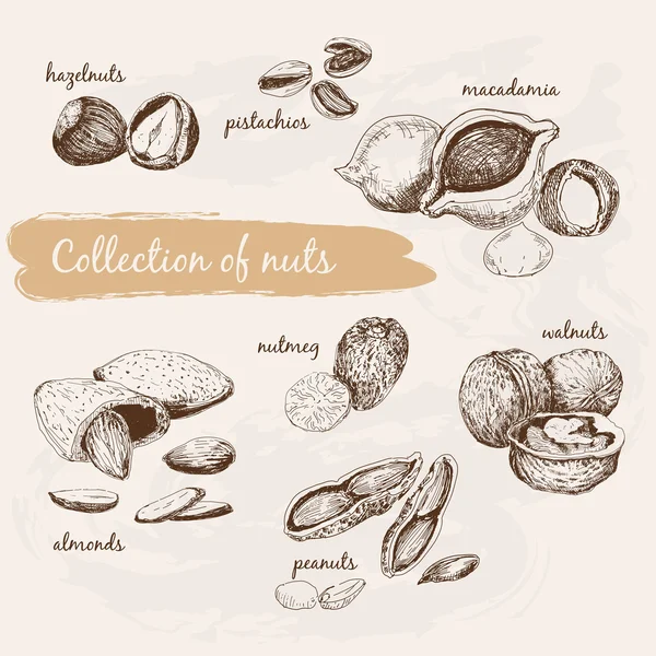 Collection of nuts — Stock Vector