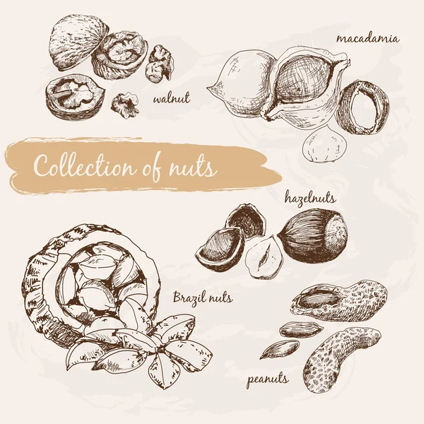 Collection of nuts — Stock Vector