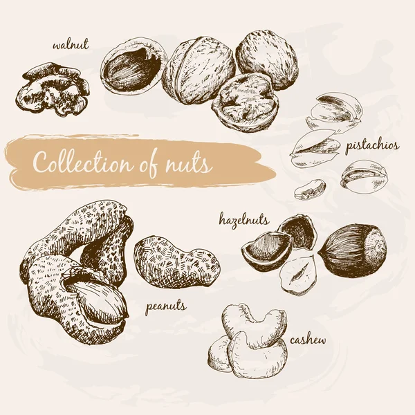 Collection of nuts — Stock Vector