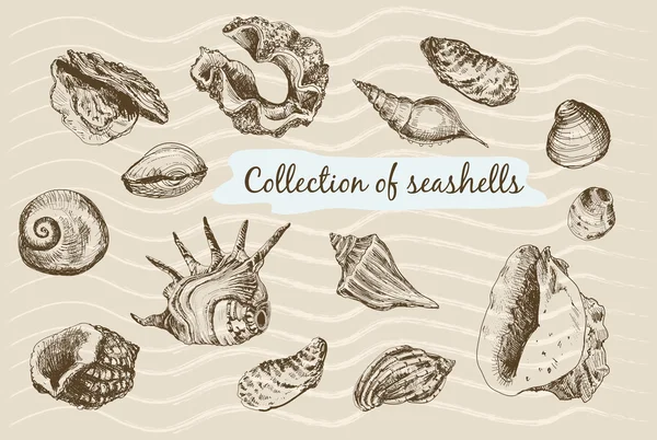 Collection of seashells — Stock Vector