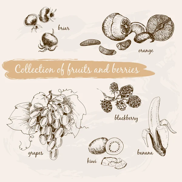 Verzameling van vruchten en bessen — Stockvector
