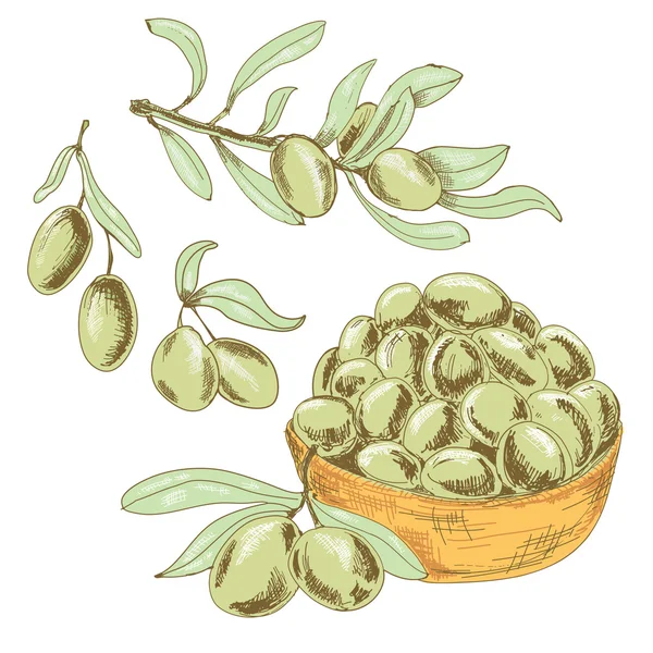 Recogida de aceitunas — Vector de stock