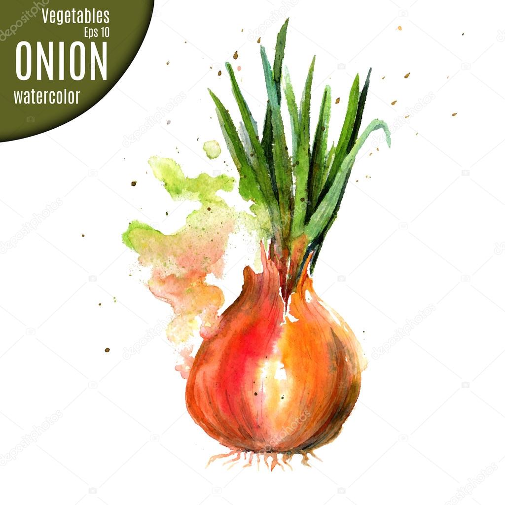 Onion. Watercolor.