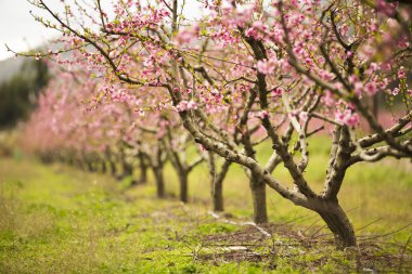 bir alanın tam Bloom ağaçların çiçek açması badem