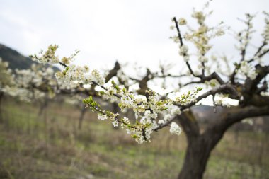 Orchard karşı mavi çiçek açan badem ağaçları
