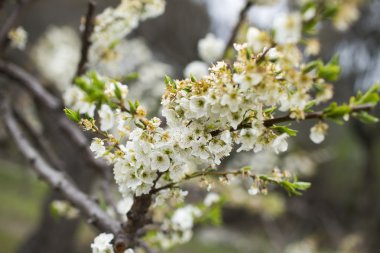 Orchard karşı mavi çiçek açan badem ağaçları