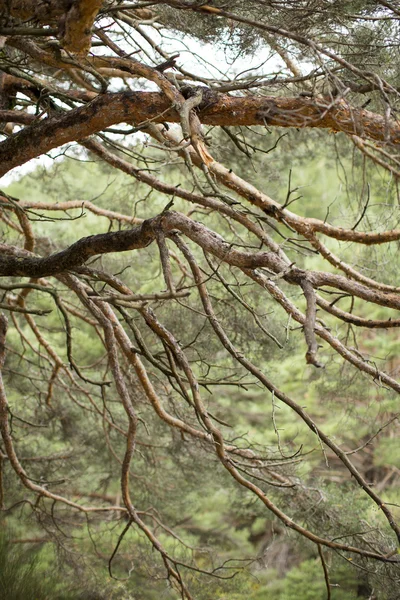 Güzel yeşil orman — Stok fotoğraf