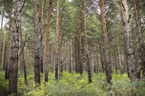 Smuk grøn skov - Stock-foto