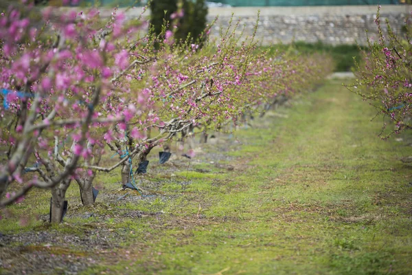 Een veld van bloei amandel bomen in volle bloei — Stockfoto