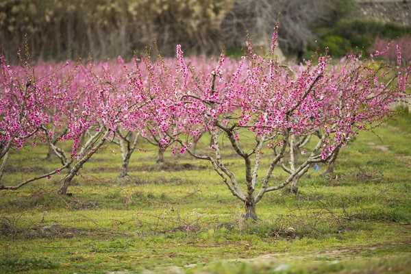 Een veld van bloei amandel bomen in volle bloei — Stockfoto