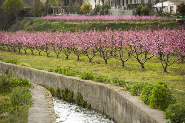 Een veld van bloei amandel bomen in volle bloei — Stockfoto