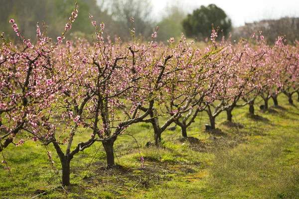 Een veld van bloei amandel bomen in volle bloei — Stockfoto