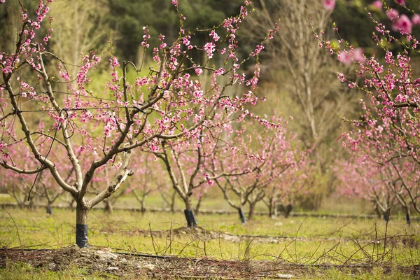 Een veld van bloei amandel bomen in volle bloei — Stockfoto