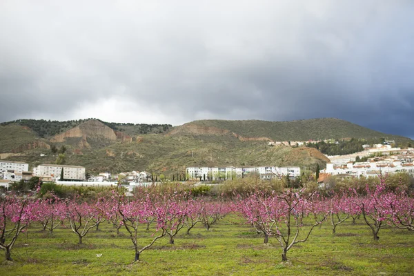 Um campo de amendoeiras florescentes em plena floração — Fotografia de Stock
