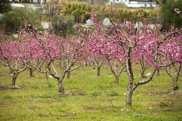 Een veld van bloei amandel bomen in volle bloei — Stockfoto