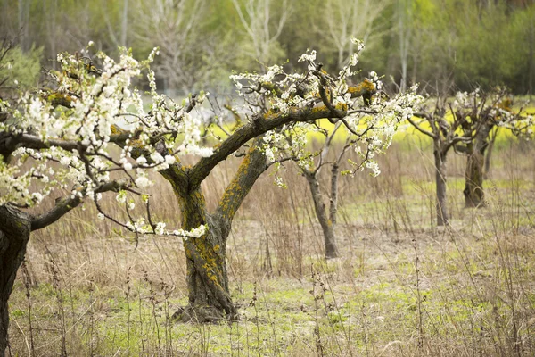 Orchard karşı mavi çiçek açan badem ağaçları — Stok fotoğraf