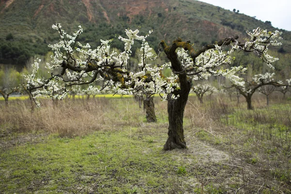 Almond trees blooming in orchard against blue — Stock Photo, Image