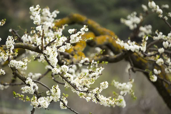 Amandelbomen die bloeien in orchard tegen blauw — Stockfoto