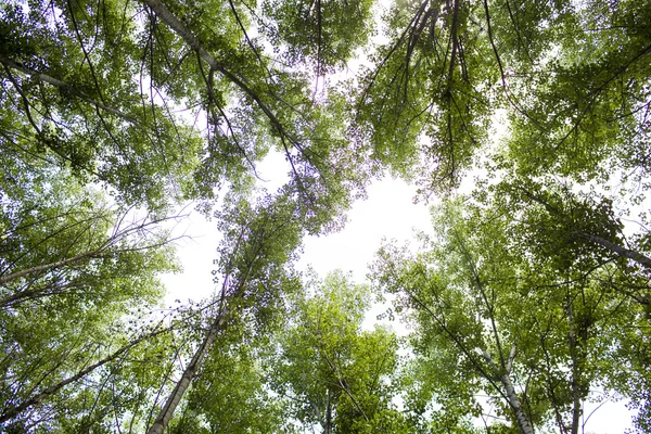 Grøn skov - Stock-foto