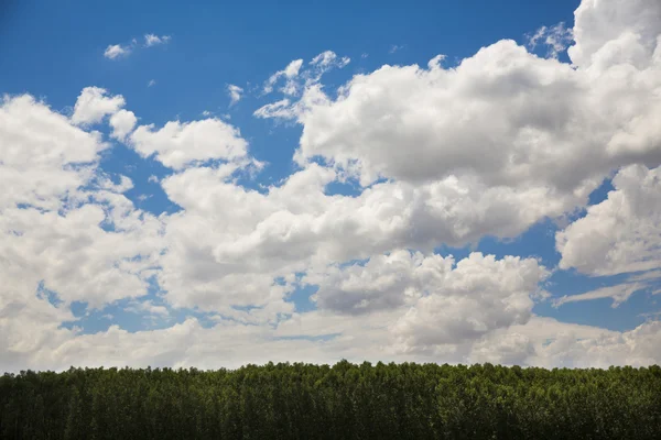 Gemüse wächst im Sommer mit Wolken auf einem Feld — Stockfoto