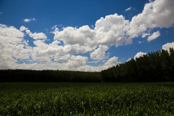 Vegetables growing on a field in summer with clouds — Stock Photo, Image