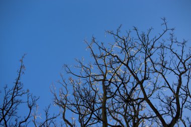 ağaçlarının silhouettes