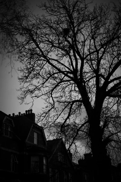 黒と白の木のシルエット — ストック写真