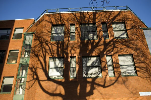 Ombra albero sulla costruzione — Foto Stock