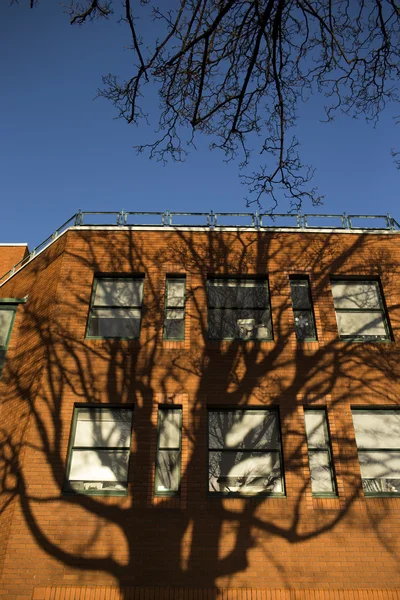 Tree shadow on building — Stock Photo, Image