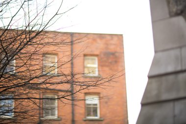 Şehrin ortasına ağaçta