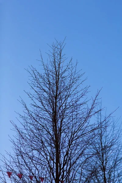 Silhouette degli alberi — Foto Stock