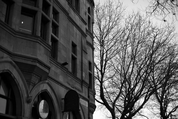 Árboles en el centro de la ciudad — Foto de Stock