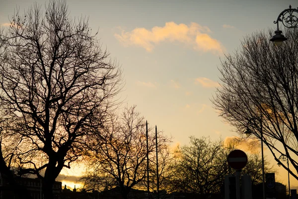 Alberi al centro della città — Foto Stock