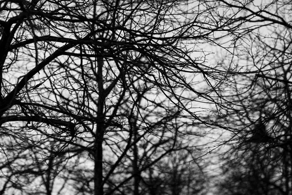 Zwart-wit bomen silhouetten — Stockfoto
