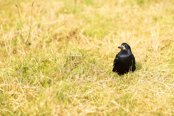 Raven — Stock Photo, Image